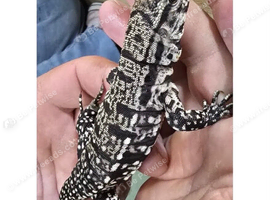 Argentinian Black & White Tegu
