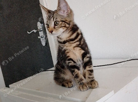Kitten