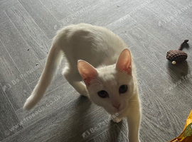 Simease cat