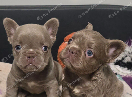 KC Fluffy French Bulldog Puppies