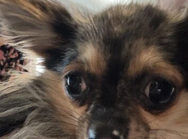 Beautiful Female Chihuahua