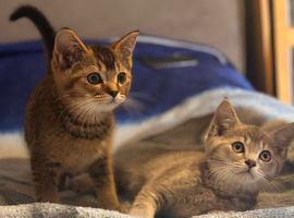 Beautiful BSH kittens