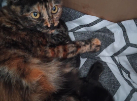 Kittens