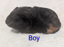 Male Baby Guinea pigs for sale