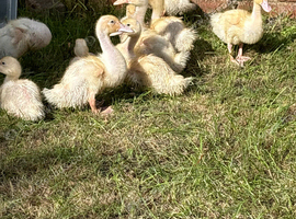 Cherry valley ducklings