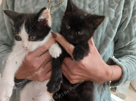 Kittens