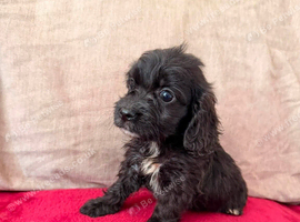 Cocker spaniel x jack Russel