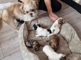 4 shihpoo puppies left