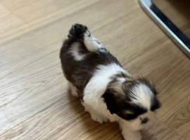 CANCELATION (Shih Tzu GIRL)