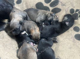 Belgian Malinois puppy's