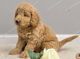 Cockapoo pups ready 16/7/26 REDUCED
