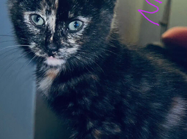 Kittens mixed breed