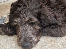 F1B  Rare black standard Goldendoodle puppies in North Wales