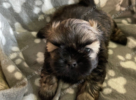 imperial karisishi dobie shih tzus