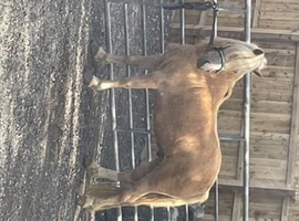Palomino gelding