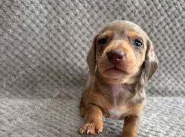 Beautiful miniature dachshund pups READY IN 2 WEEKS