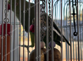 2 x Indian ring neck parrots