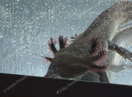 Axolotl to rehome