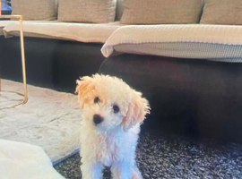 Teddy toy poodle