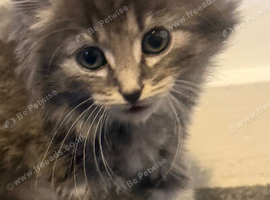 2 beautiful fluffy kittens