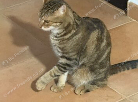 Missing Bengal cross