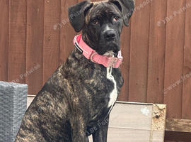 Cane corso pup