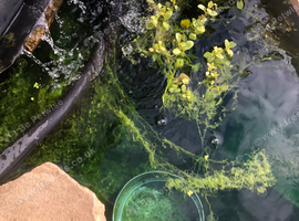 Pond and aquarium plants