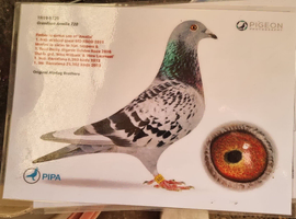 Pigeon
