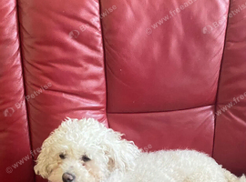 Beautiful bichon frise bitch