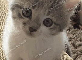 Grey and white tabby kitten