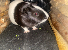 Male guinie pig