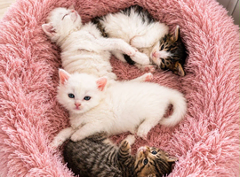 Four fluffy kittens
