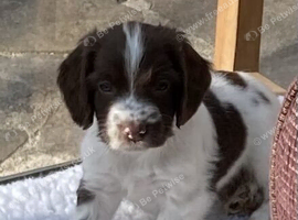 For sale &ndash; Superb KC Reg Pedigree English Springer Spaniel Puppies