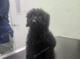 Cockapoo bitch 4 months