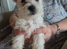West Highland Terrier Female Pup For sale