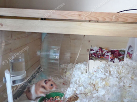 Syrian Hamster Rehoming FREE
