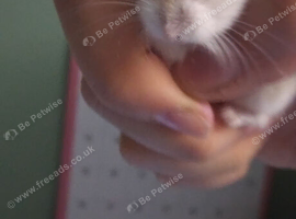 Agnus