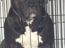 Kc reg American bull