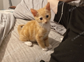 Boy kitten