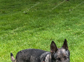 German Shepherd Female
