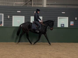 Lovely mare