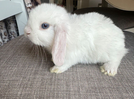 1 Lovely handsome baby mini lop buck.
