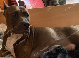 Mixed breed puppies