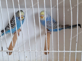 Pair of budgies