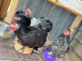 Chickens