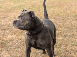 Blue Staffordshire Bull terrier puppies