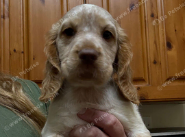 1 girl available. Sprocker Puppies. &pound;650