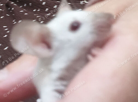 Baby Siamese mice for sale 6wls old
