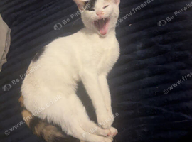 Kittens due on the 3rd of August