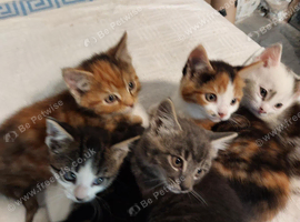 5 colourful kittens ready now!